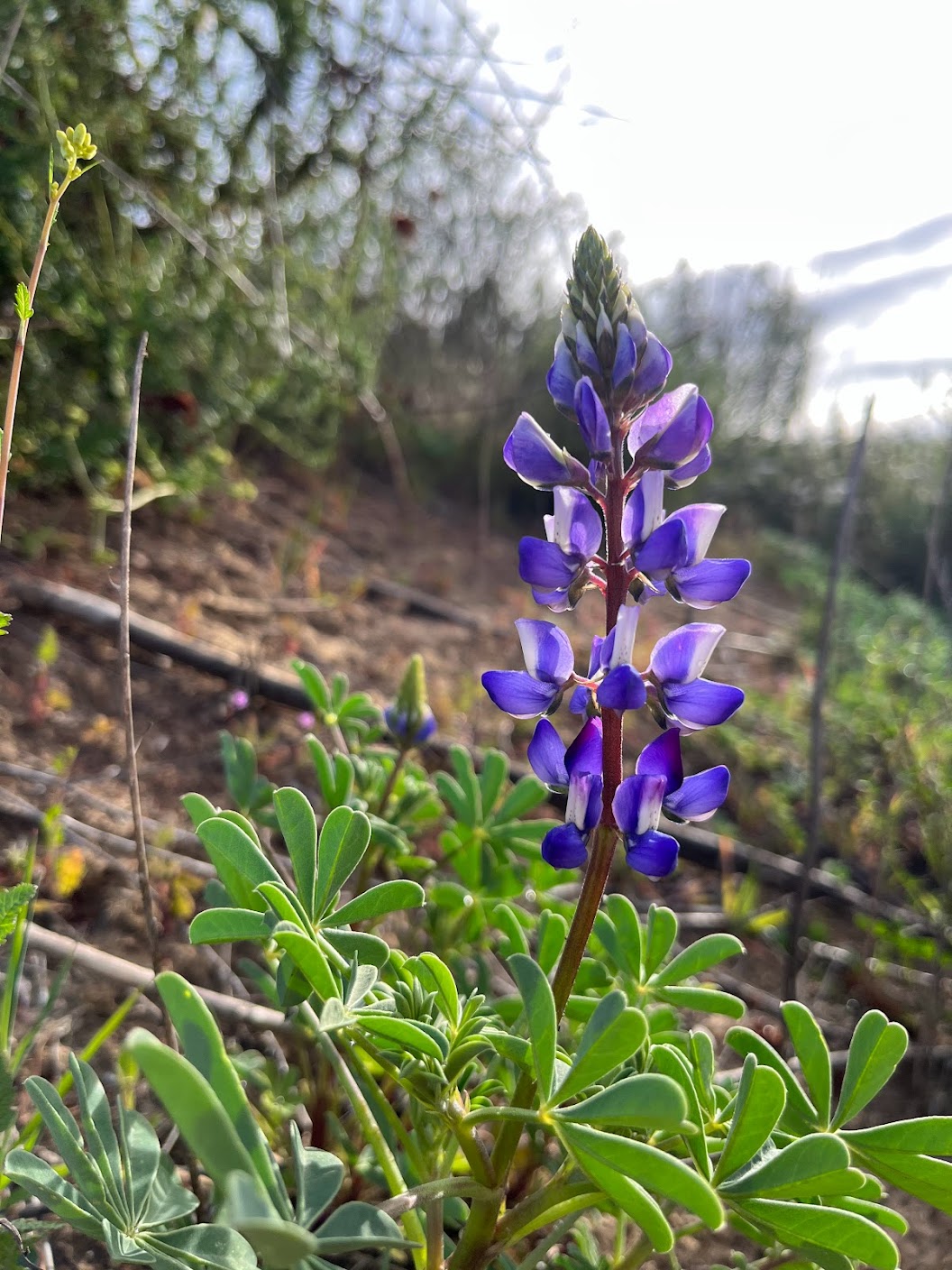 Arroyo Lupine Flower and Leaves